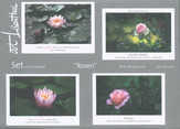 Postkarten-Set Rosen Postkarten-Set Rosen