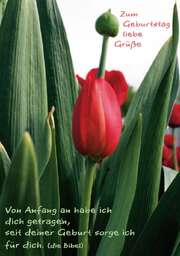 Faltkarte "Zum Geburtstag liebe Grüße..." - 5 Stück Faltkarte "Zum Geburtstag liebe Grüße..." - 5 Stück
