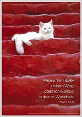 Postkartenserie Weiße Katze - 12 Stück Postkartenserie Weiße Katze - 12 Stück