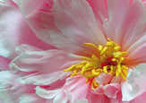 Faltkarten Blumendetails, 5 Stück Faltkarten Blumendetails, 5 Stück